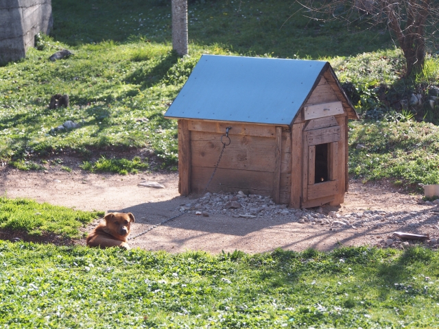 台風で壊れた犬小屋は火災保険で補償される フェンスも補償対象になる 火災保険の申請は 一般社団法人 全国建物診断サービス